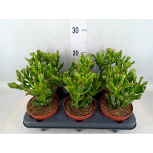 Crassula ovata 'Trompet'