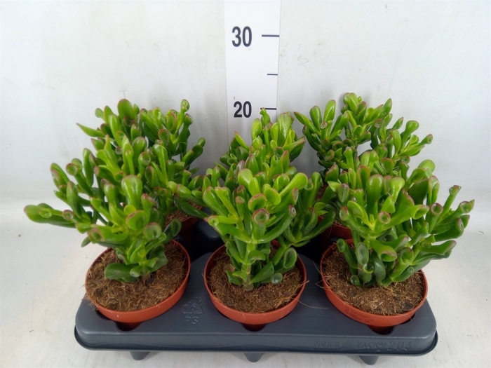 <h4>Crassula ovata 'Trompet'</h4>