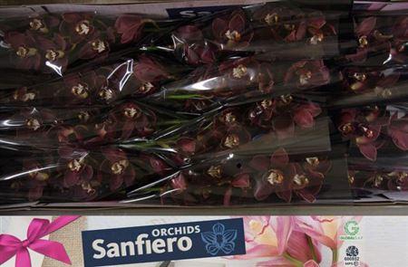 <h4>Cymb T Priwine</h4>