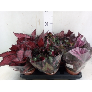 Begonia BD rex   ...mix