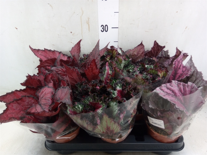 <h4>Begonia BD rex   ...mix</h4>
