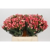 Hypericum Sweet Romance