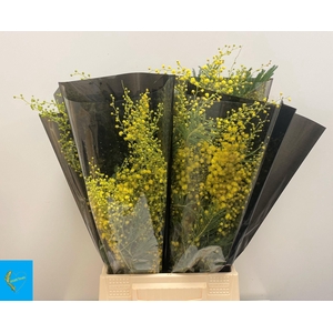 ACACIA BAILEYA BL BS