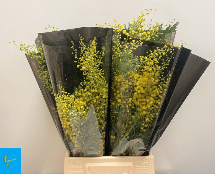 <h4>ACACIA BAILEYA BL BS</h4>