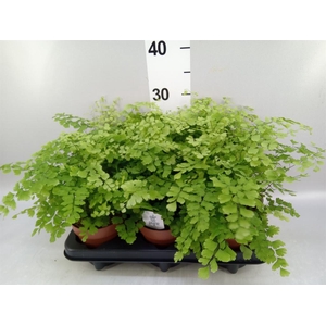 Adiantum raddi. 'Fragrans'