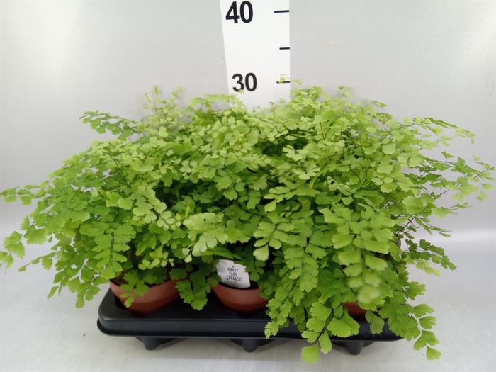 <h4>Adiantum raddi. 'Fragrans'</h4>