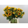 Helianthus Orange Fire