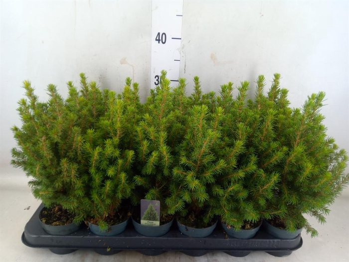 <h4>Picea glauca 'Perfecta'</h4>