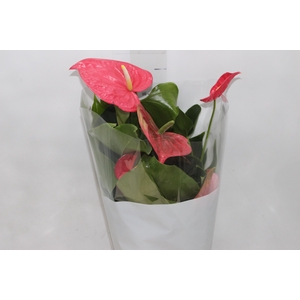 ANTHURIUM CALIFORNIA P17 ROSA