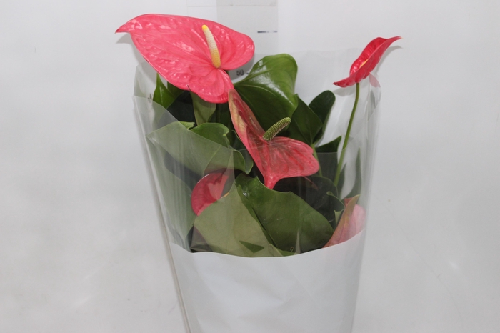 <h4>ANTHURIUM CALIFORNIA P17 ROSA</h4>