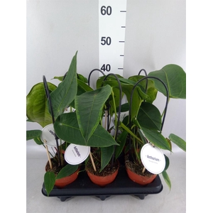 Anthurium   ...