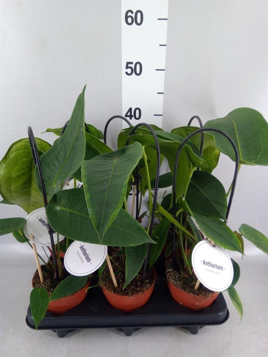 <h4>Anthurium   ...</h4>