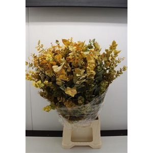 Stuartiana Stabi Yellow 150 Gr