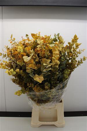 <h4>Stuartiana Stabi Yellow 150 Gr</h4>