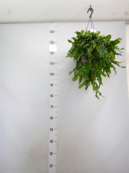 <h4>Microgramma nitida 'Monkeyhill'</h4>