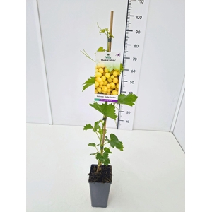 Vitis overig wit