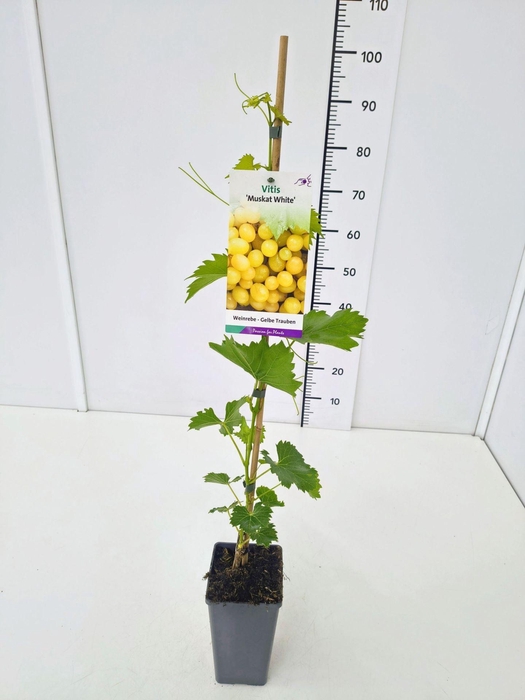 <h4>Vitis overig wit</h4>