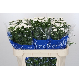Aster Claudia