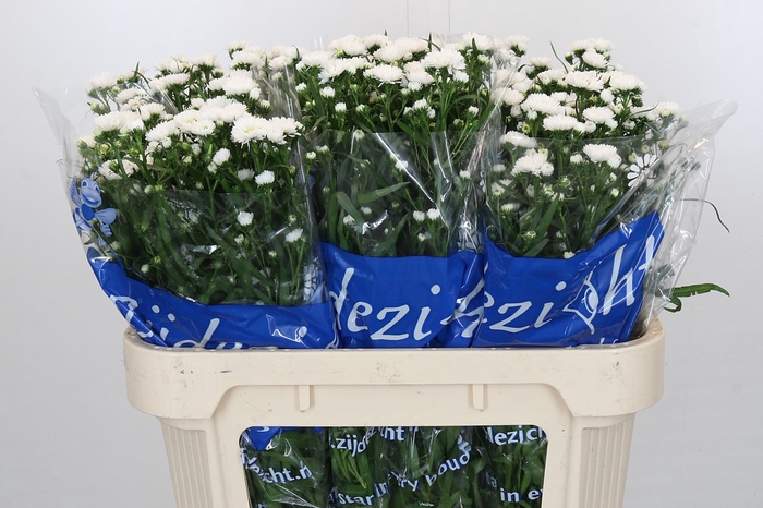 <h4>Aster Claudia</h4>