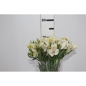 ALST. WHITNEY 070 CM