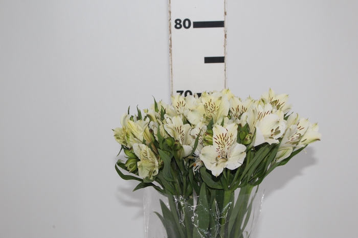 <h4>ALST. WHITNEY 070 CM</h4>