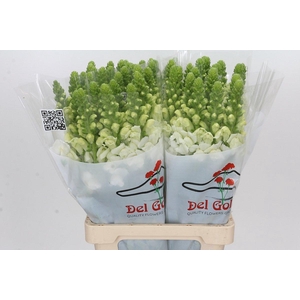 Antirrhinum Potomac Early White