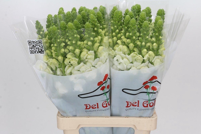 <h4>Antirrhinum Potomac Early White</h4>