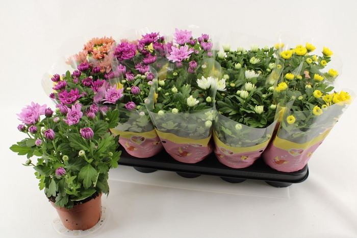 <h4>CHRYS GEVULDBL GEM</h4>