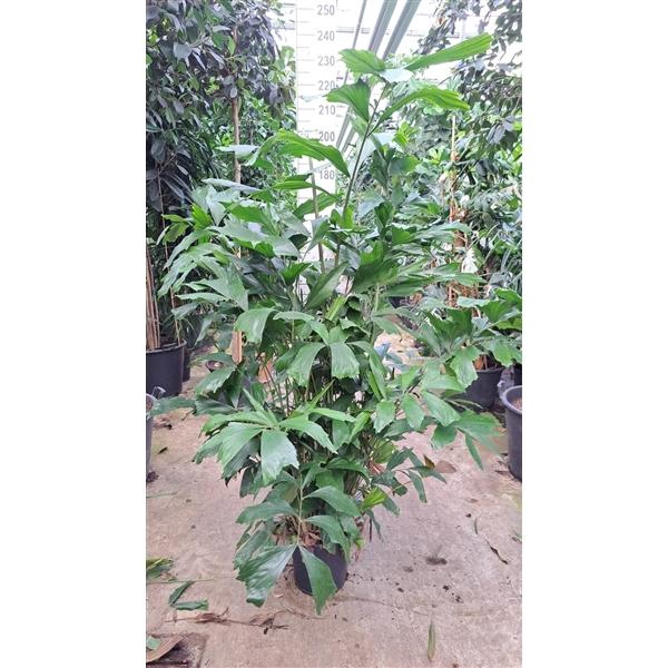 <h4>Caryota Mitis bush 220</h4>