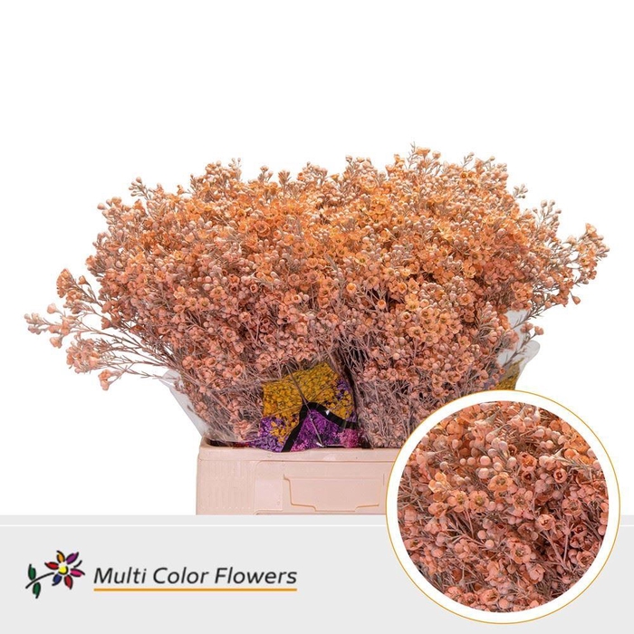 <h4>Chamelaucium Colored Wax Apricot</h4>