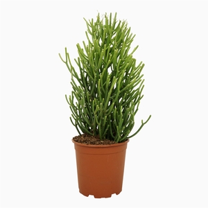 Euphorbia tirucalli