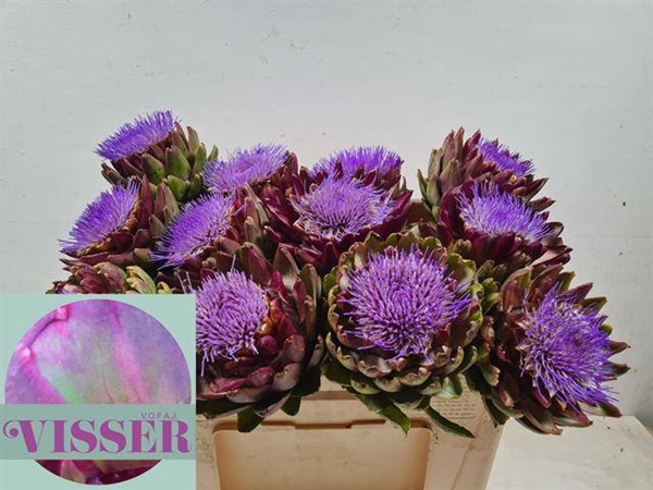 <h4>CYNARA SC GREEN GLOB</h4>