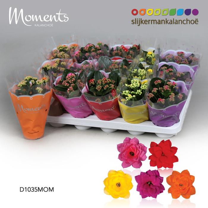 <h4>Kalanchoë Moments - 5 colors mix 10.5cm</h4>