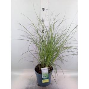 Miscanthus sin. 'Gracillimus'