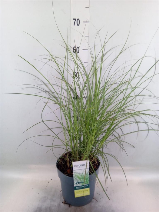 <h4>Miscanthus sin. 'Gracillimus'</h4>