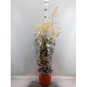 Astilbe arendsii 'Moccachino'