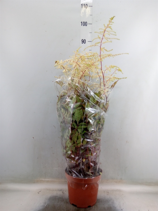 <h4>Astilbe arendsii 'Moccachino'</h4>