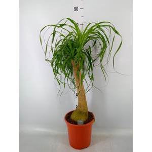 Beaucarnea recurvata