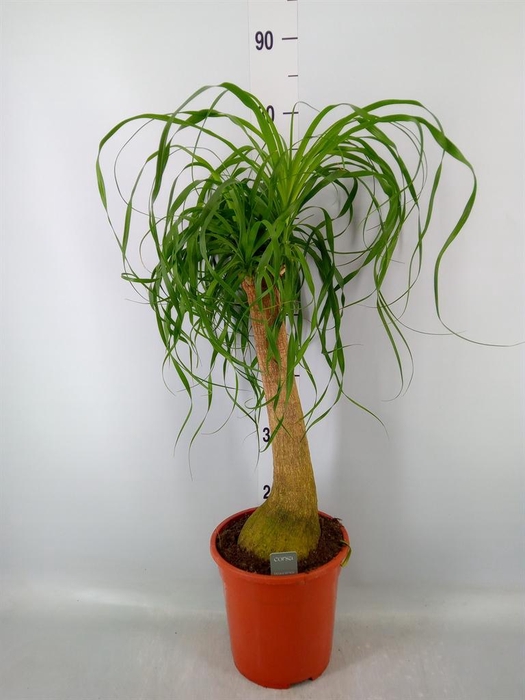 <h4>Beaucarnea recurvata</h4>