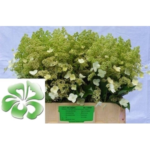 Hydr Paniculata Kyushu Leijsen