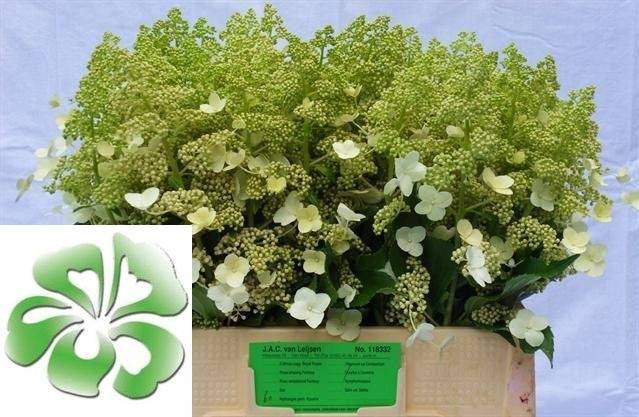 <h4>Hydr Paniculata Kyushu Leijsen</h4>