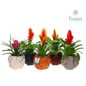 Keramiek pot Medium met Vriesea mix