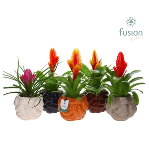 Keramiek pot Medium met Vriesea mix