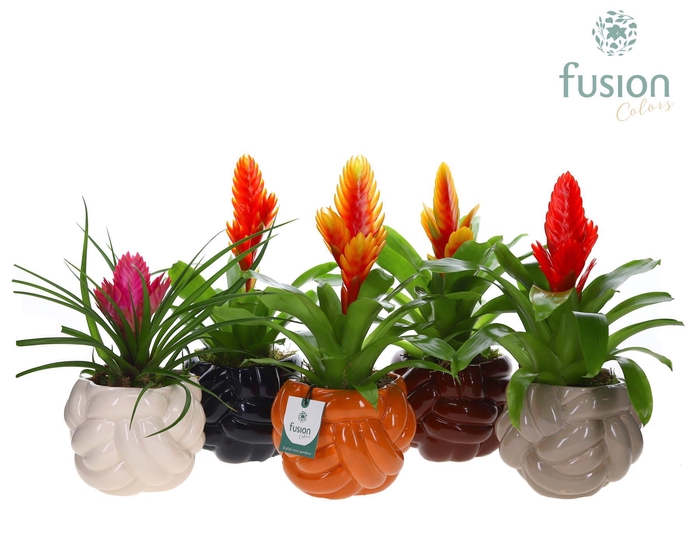 <h4>Keramiek pot Medium met Vriesea mix</h4>