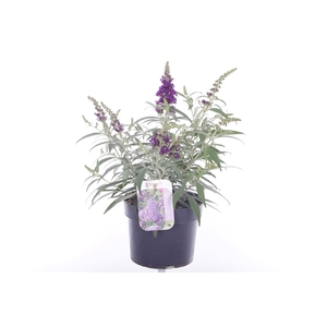 Buddleja Butterfly Candy Little Purple