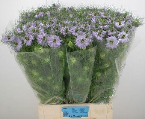 <h4>NIGE D BABY PINK</h4>