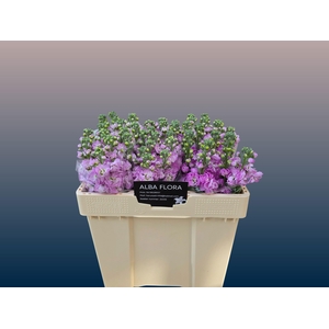 MATTH FIGARO L ROSE