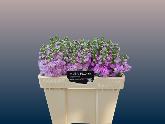 <h4>MATTH FIGARO L ROSE</h4>