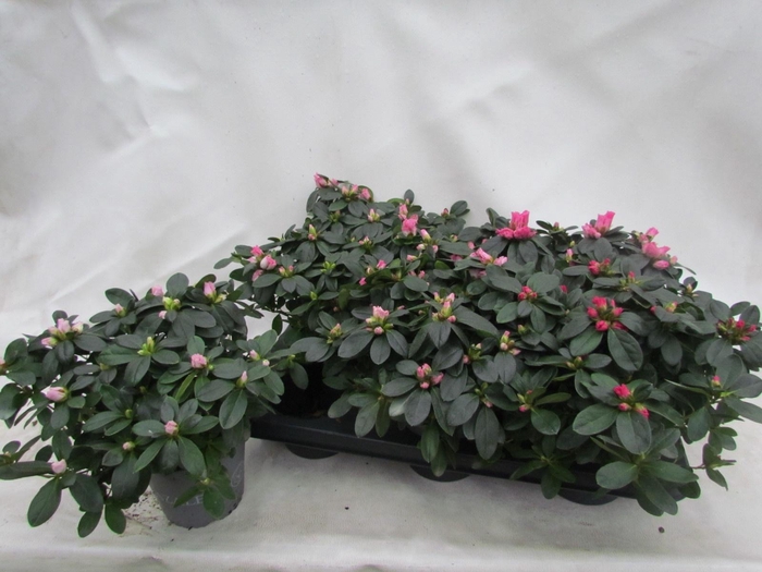 <h4>RHODO SI VOGEL GEM</h4>