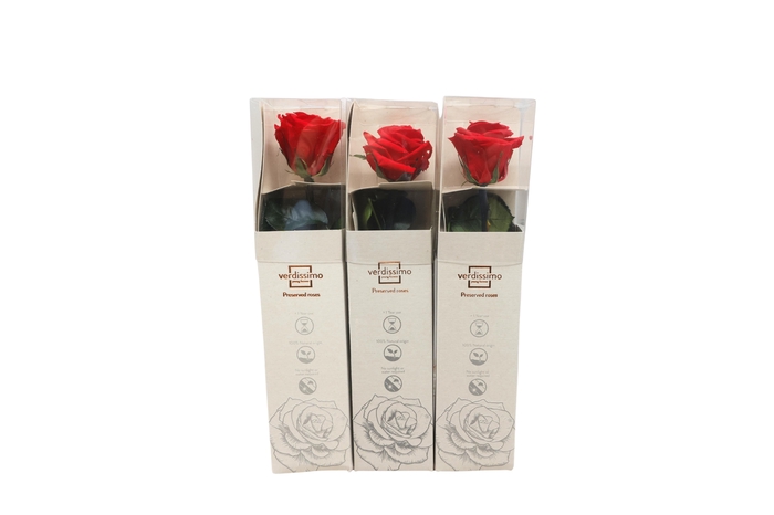 <h4>ARR ROSA POT H%</h4>